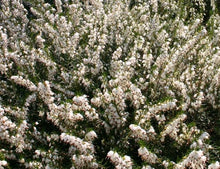 Load image into Gallery viewer, 15 Mixed Heather - Winter Flowering, Ground Cover - Red, Pink, Purple, White
