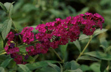 Load image into Gallery viewer, 3 Buddleia 'White Profusion' (Seconds) in 2L Pots 2-3ft Tall Buddleja Butterfly Bush