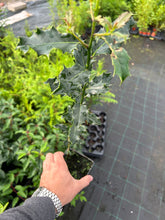 Load image into Gallery viewer, 10 Holly Hedging Plants - Ilex Aquifolium Alaska - Evergreen - apx 25-35cm in Pots
