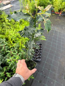 25 Holly Hedging Plants - Ilex Aquifolium Alaska - Evergreen - apx 25-35cm in Pots