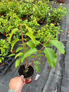 10 Portugal Portuguese Laurel (Seconds) Hedging in Pots apx 15-20cm tall Prunus Lusitanica