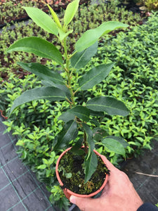 30 Portugal Portuguese Laurel Hedging in Pots apx 20-30cm tall Prunus Lusitanica