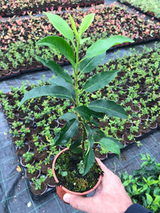 30 Portugal Portuguese Laurel Hedging in Pots apx 20-30cm tall Prunus Lusitanica