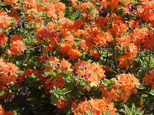 3 Azalea 'Orange Beauty' - Shrub - Evergreen - 10.5cm Pots