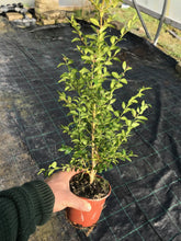 Load image into Gallery viewer, 10 Common Box Hedging (Seconds) - approx 30-40cm Tall in Pots Buxus Sempervirens
