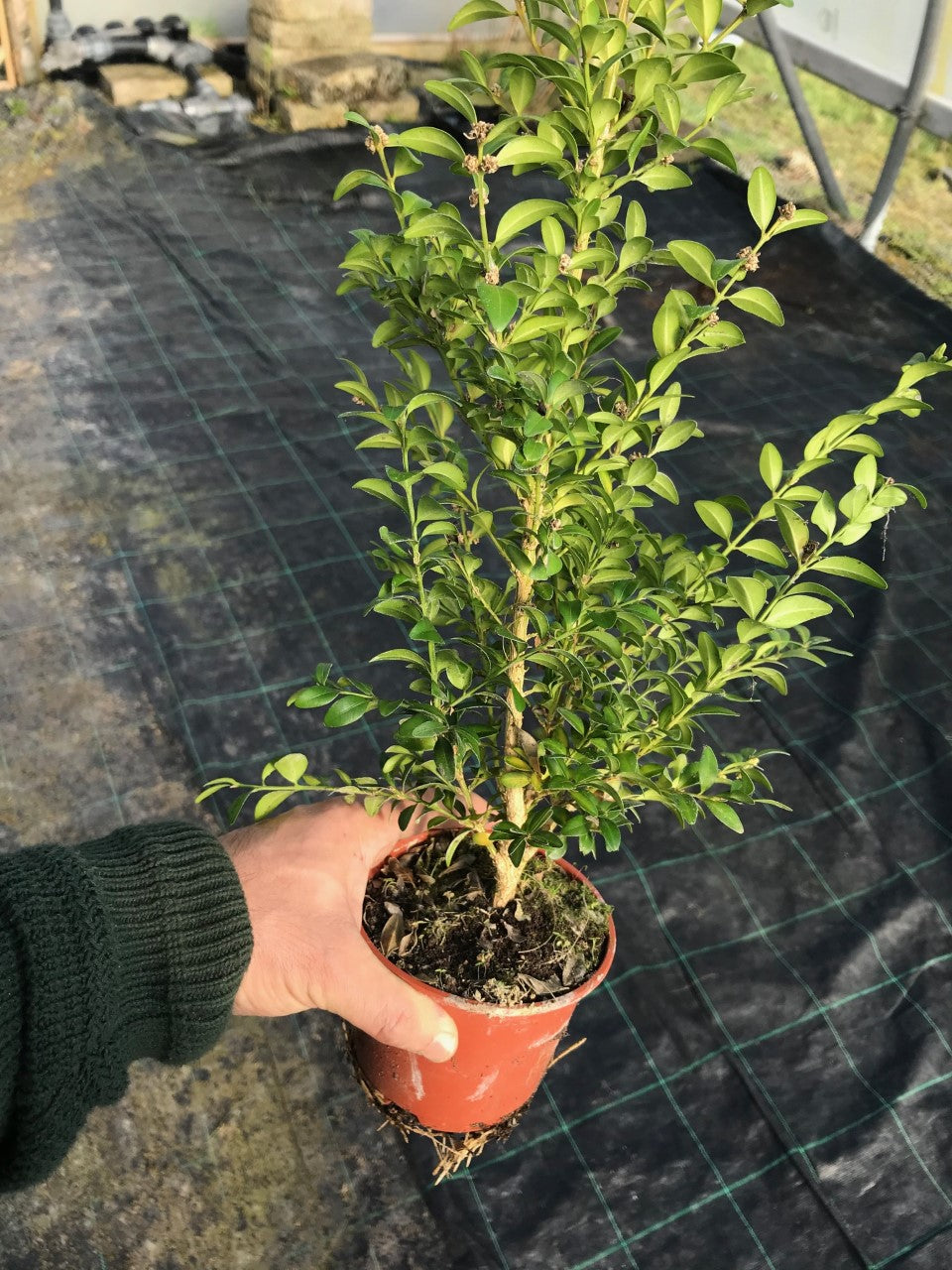 10 Common Box Hedging (Seconds) - approx 30-40cm Tall in Pots Buxus Sempervirens