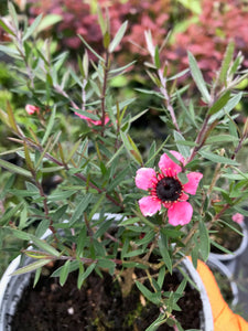 3 Tea Tree Plants - Leptospermum scoparium 'Martini' - Red/Pink in Pots