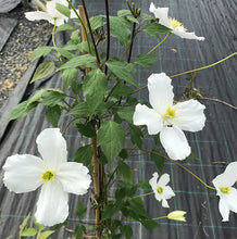 Load image into Gallery viewer, 2 Clematis montana &#39;Grandiflora&#39; Alba 2-3ft in 2L Pot - White Flowers Climber
