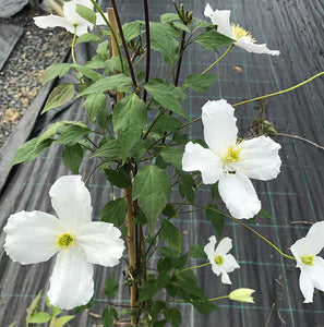 3 Clematis montana 'Grandiflora' Alba 2-3ft in 2L Pot - White Flowers Climber