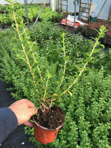 50 Escallonia 'Apple Blossom' Hedging Pink Flowers - 10.5cm Pots apx 30-45cm Tall