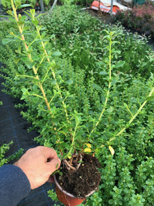 50 Escallonia 'Apple Blossom' Hedging Pink Flowers - 10.5cm Pots apx 30-45cm Tall