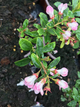 Load image into Gallery viewer, 15 Escallonia &#39;Apple Blossom&#39; Hedging Pink Flowers - 10.5cm Pots apx 30-45cm Tall
