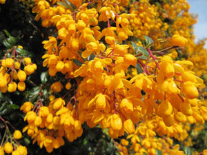 20 Berberis Darwinii Darwins Barberry Evergreen Shrub Orange Flowers 10.5cm Pots