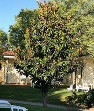 Load image into Gallery viewer, Magnolia grandiflora &#39;Little Gem&#39; (Seconds) - Evergreen 2-3ft (60-90cm)  3L Pot
