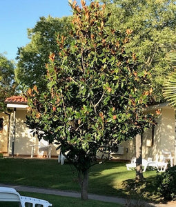 Magnolia grandiflora 'Little Gem' (Seconds) - Evergreen 2-3ft (60-90cm)  3L Pot