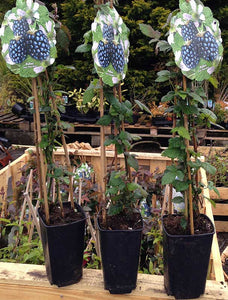 3 Thornless Blackberry Plants - 40-60cm Tall - 2L Pot - Rubus Fruticosus