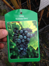 Load image into Gallery viewer, Black Seedless Grape Vine &#39;Boskoop Glory&#39; Grow Outdoors 80cm tall (apx 3ft) Potted
