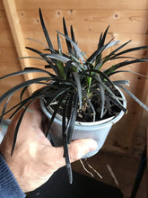 Load image into Gallery viewer, 3 Black Mondo Grass - (Seconds) Ophiopogon planiscapus - Black Dragon Plant 10.5cm Pots

