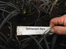 Load image into Gallery viewer, 3 Black Mondo Grass - (Seconds) Ophiopogon planiscapus - Black Dragon Plant 10.5cm Pots
