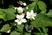 Load image into Gallery viewer, 2 Thornless Blackberry Plants - 40-60cm Tall - 2L Pot - Rubus Fruticosus
