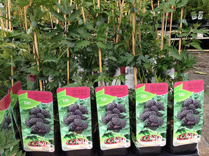 3 Thornless Blackberry Plants - 40-60cm Tall - 2L Pot - Rubus Fruticosus