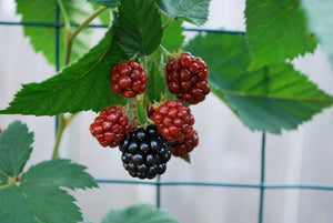 2 Thornless Blackberry Plants - 40-60cm Tall - 2L Pot - Rubus Fruticosus