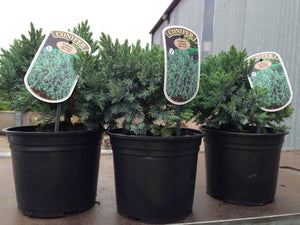 2 Blue Star Juniper Juniperus squamata 2L Pots