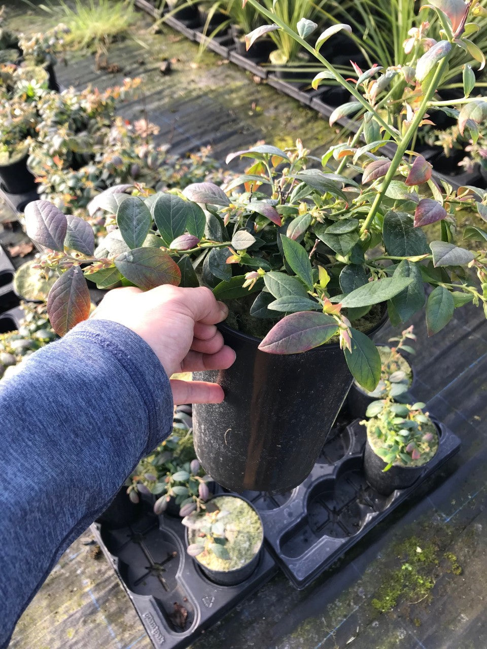 blueberry plants in pots uk 3 Blueberry Plants in 3L Pots - High Yield