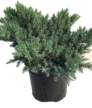 Load image into Gallery viewer, 2 Blue Star Juniper Juniperus squamata 2L Pots
