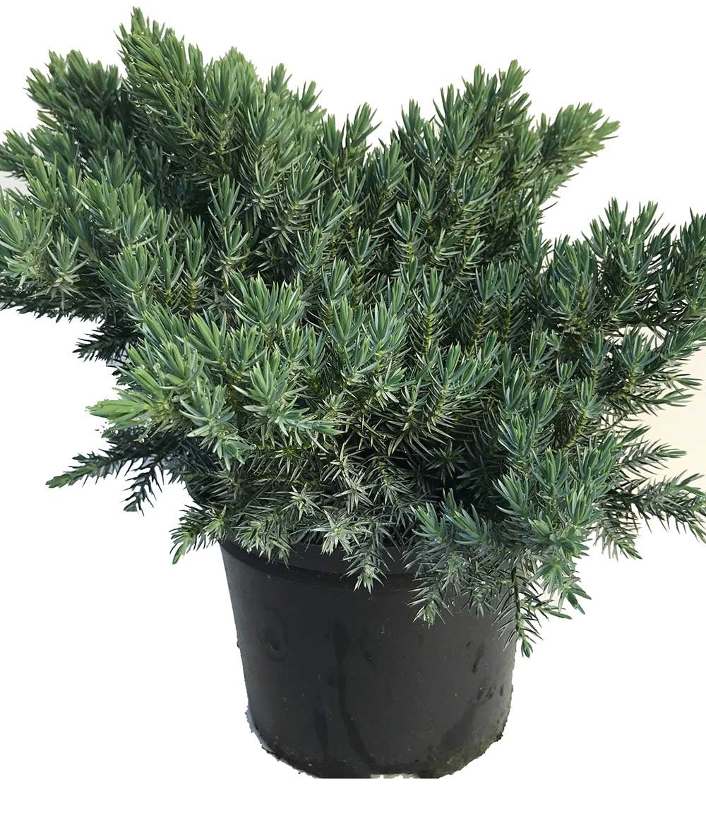 2 Blue Star Juniper Juniperus squamata 2L Pots