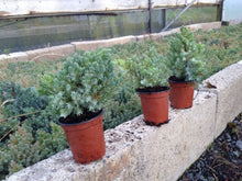 Load image into Gallery viewer, 3 Blue Star Juniper (Seconds) Juniperus squamata 10.5cm Pots
