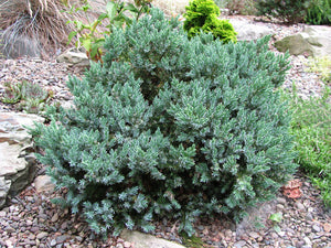 3 Blue Star Juniper (Seconds) Juniperus squamata 10.5cm Pots