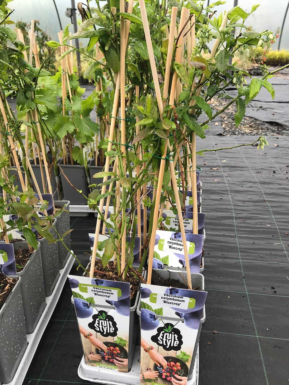2 Blueberry Plants - 'Bluecrop' - apx 30-45cm - High Yield - Self-Fertile - 2L Pots