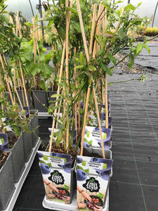 1 Blueberry Plants - Big 2L Pots - 'Bluecrop'  High Yield - Self-Fertile 30-45cm Tall