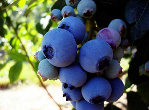 2 Blueberry Plants - 'Bluecrop' - apx 30-45cm - High Yield - Self-Fertile - 2L Pots