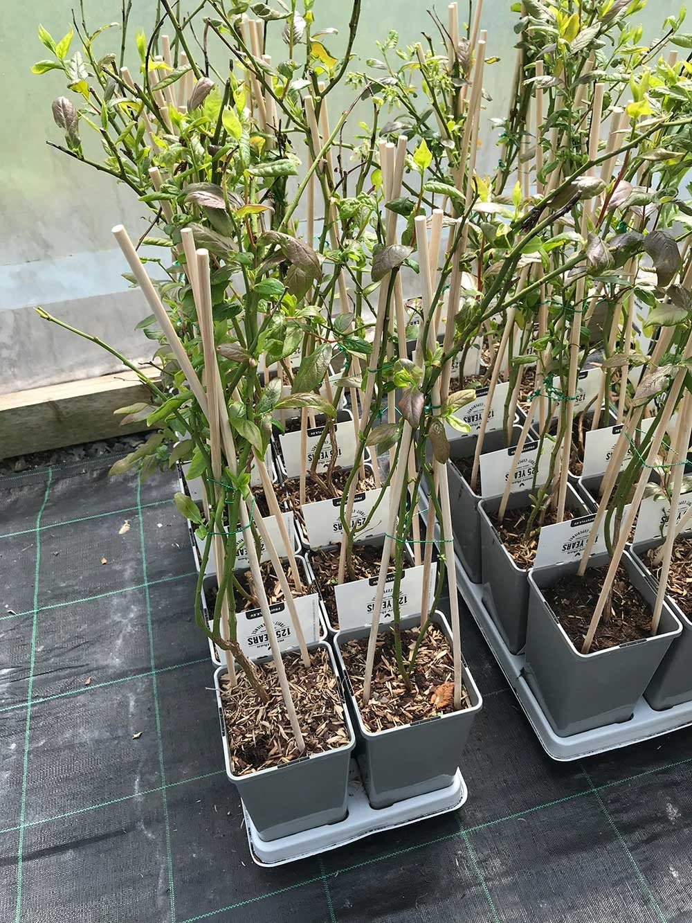 blueberry plants in pots uk 1 Blueberry Plants in 1L Pots - 'Bluecrop' - High Yield