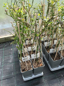 3 Blueberry Plants - 'Bluecrop' - apx 30-45cm - High Yield - Self-Fertile - 2 Litre Pots