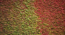 Load image into Gallery viewer, 3 Boston Ivy Climbing Plants 2-3ft Tall Parthenocissus tricuspidata Veitchii
