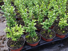 Load image into Gallery viewer, 50 Common Box Hedging - approx 15-20cm Tall in Pots Buxus Sempervirens
