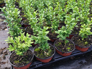 50 Common Box Hedging - approx 15-20cm Tall in Pots Buxus Sempervirens