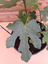 Load image into Gallery viewer, Fig Tree Plant- Brown Turkey Apx 40-60cm Tall - Ficus carica - 3L Pot
