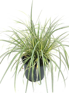 2 Carex Evergreen Ornamental Grass (Seconds) - Evergreen Sedge Grass - oshimensis 'Evergold'