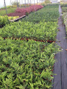 10 Gold Leylandii Hedging - Leyland Cypress apx 30-45cm - With Support Canes