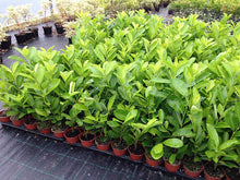 Load image into Gallery viewer, 40 Cherry Laurel Hedging apx 30-50cm in Pots  - Great Quality
