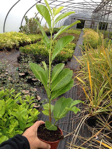 40 Cherry Laurel Hedging apx 30-50cm in Pots  - Great Quality