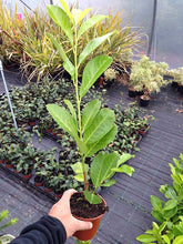 Load image into Gallery viewer, 10 Cherry Laurel Hedging apx 20-30cm in Pots - Great Quality
