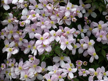 Load image into Gallery viewer, 2 Clematis Montana Rubens - Climbing Plant - Apx 2-3ft in 2L Pot
