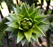 Load image into Gallery viewer, Monkey Puzzle Tree Plant (Araucaria araucana) - 20-30cm Tall - 2L Pot - Great Gift
