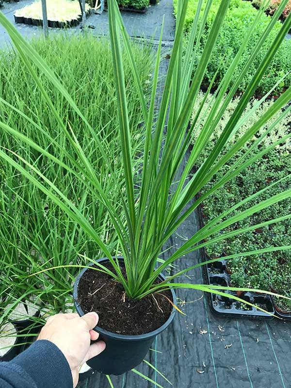 2 Cordyline australis Evergreen Palm - approx 40-60cm tall in a 2L Pot