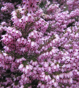 10 Mixed Heather - Winter Flowering, Ground Cover - Red, Pink, Purple, White